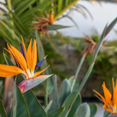 Apartment Medano4you The Strelitzia El Medano (Tenerife)